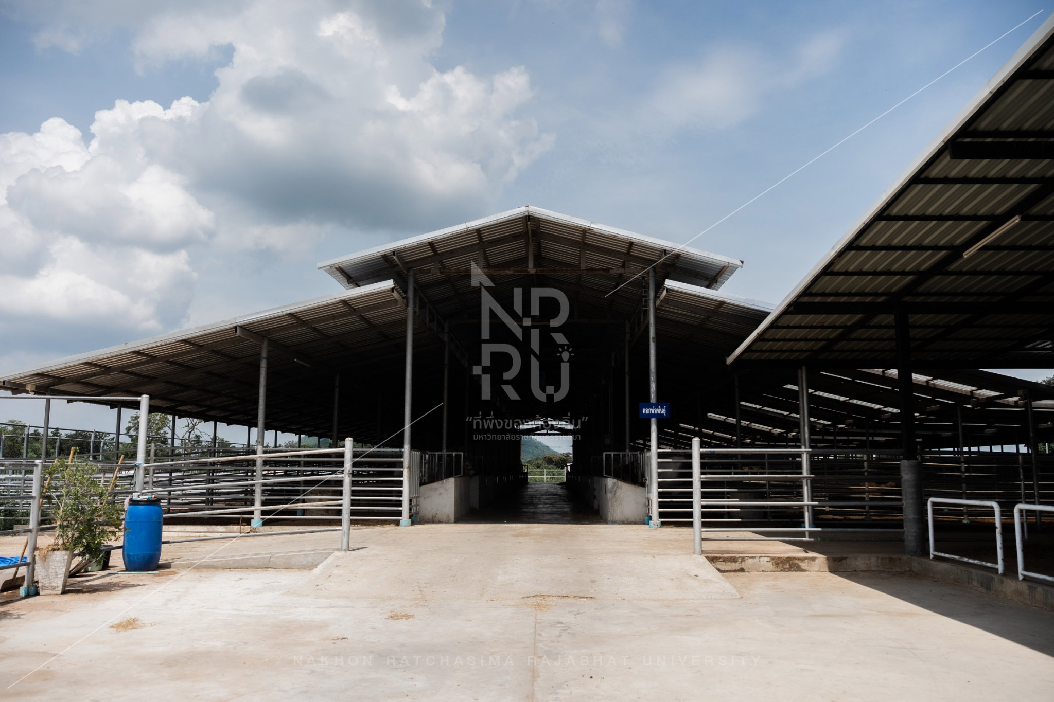 YZ Beef Cattle Farm in Si Khio District (21)